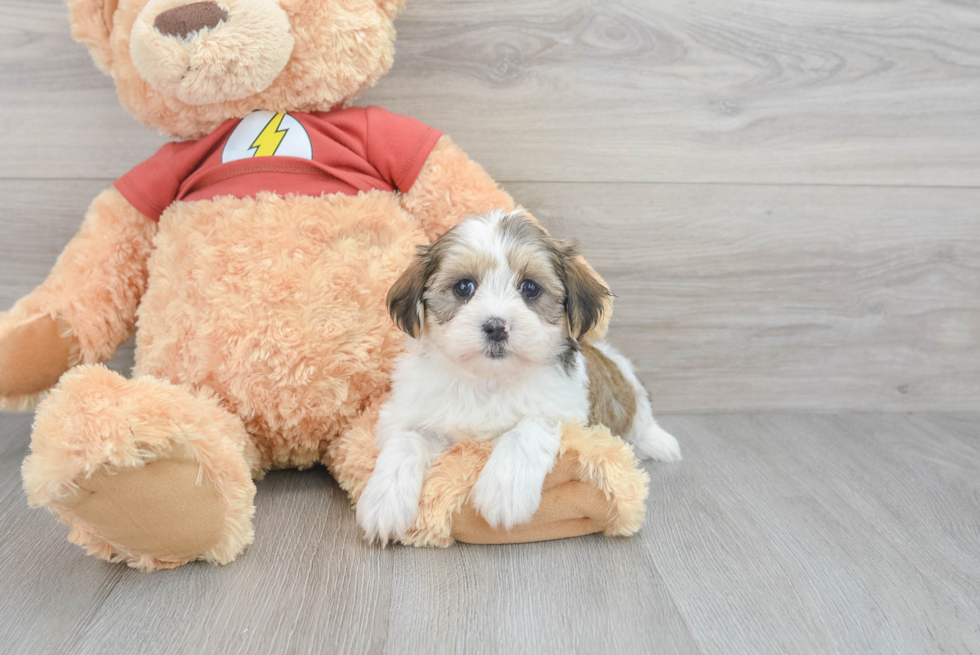 Smart Shih Poo Poodle Mix Pup