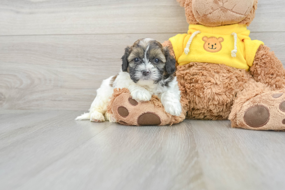 Happy Shih Poo Baby