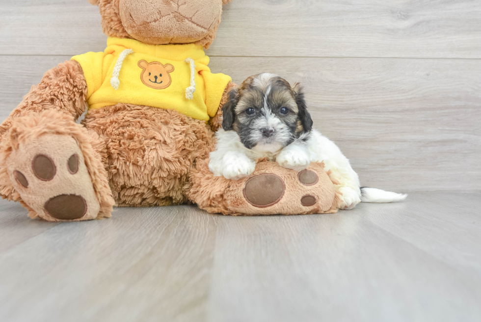 Petite Shih Poo Poodle Mix Pup