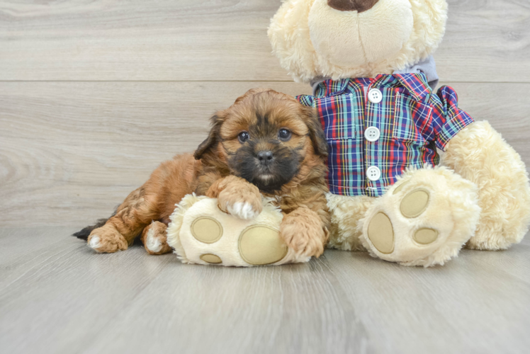 Sweet Shih Poo Baby