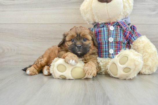 Sweet Shih Poo Baby