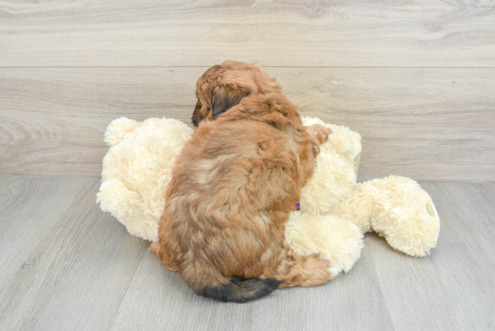 Best Shih Poo Baby