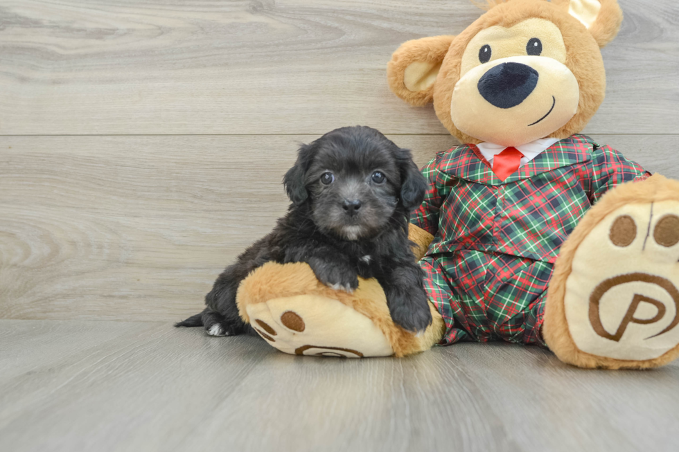 Popular Shih Poo Poodle Mix Pup