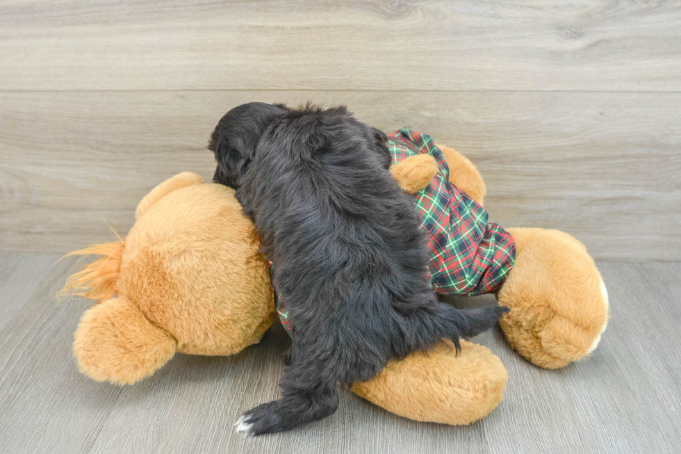 Best Shih Poo Baby