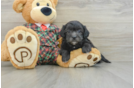 Adorable Shihpoo Poodle Mix Puppy