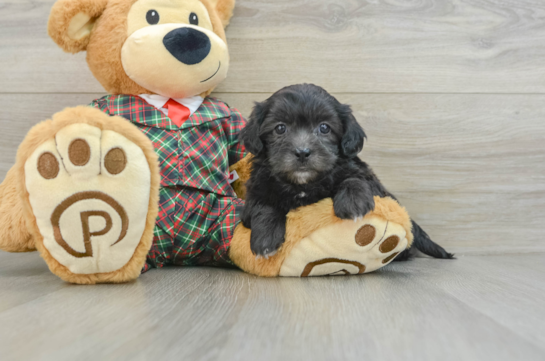 Adorable Shihpoo Poodle Mix Puppy