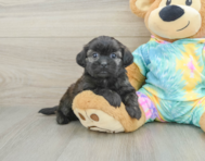5 week old Shih Poo Puppy For Sale - Premier Pups