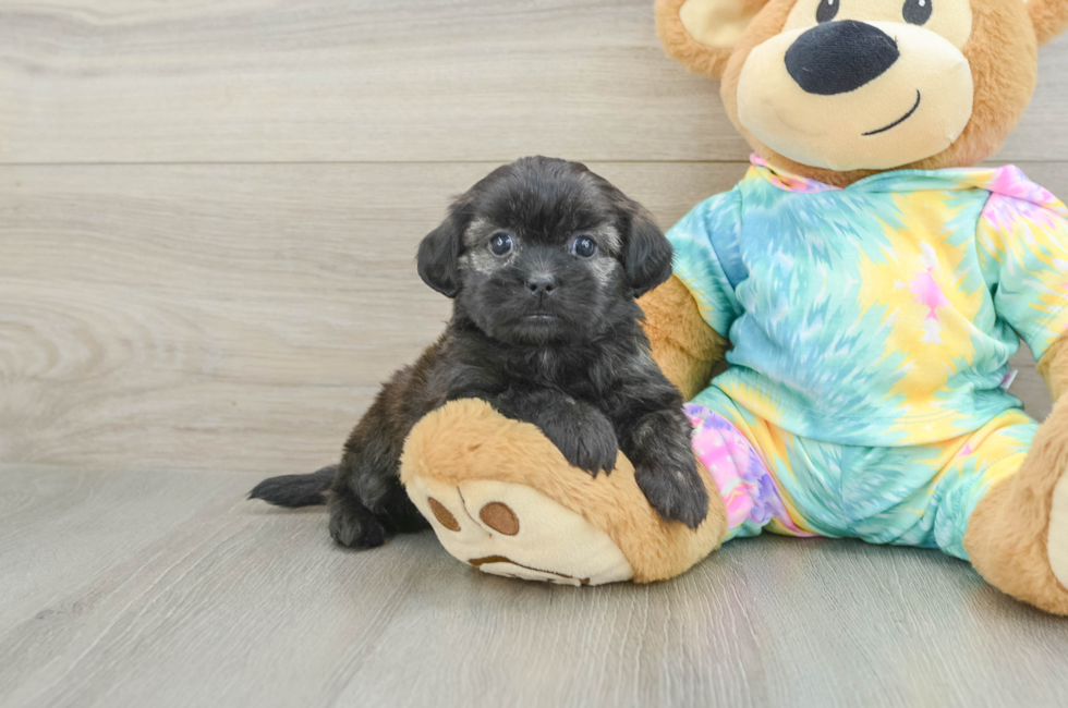 5 week old Shih Poo Puppy For Sale - Premier Pups