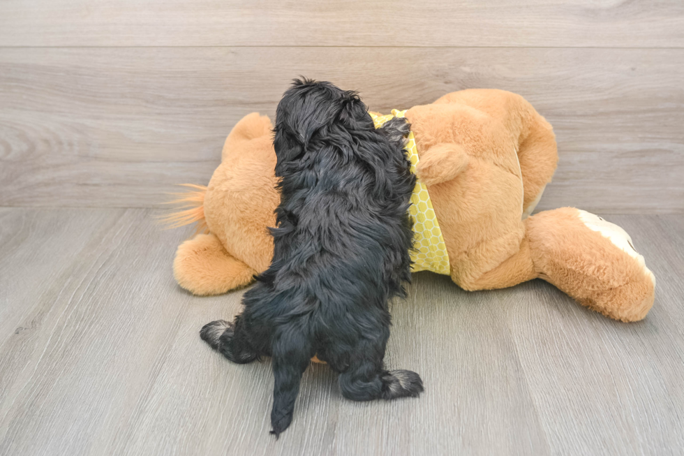 Smart Shih Poo Poodle Mix Pup