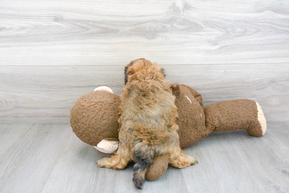 Adorable Shih Poo Poodle Mix Puppy