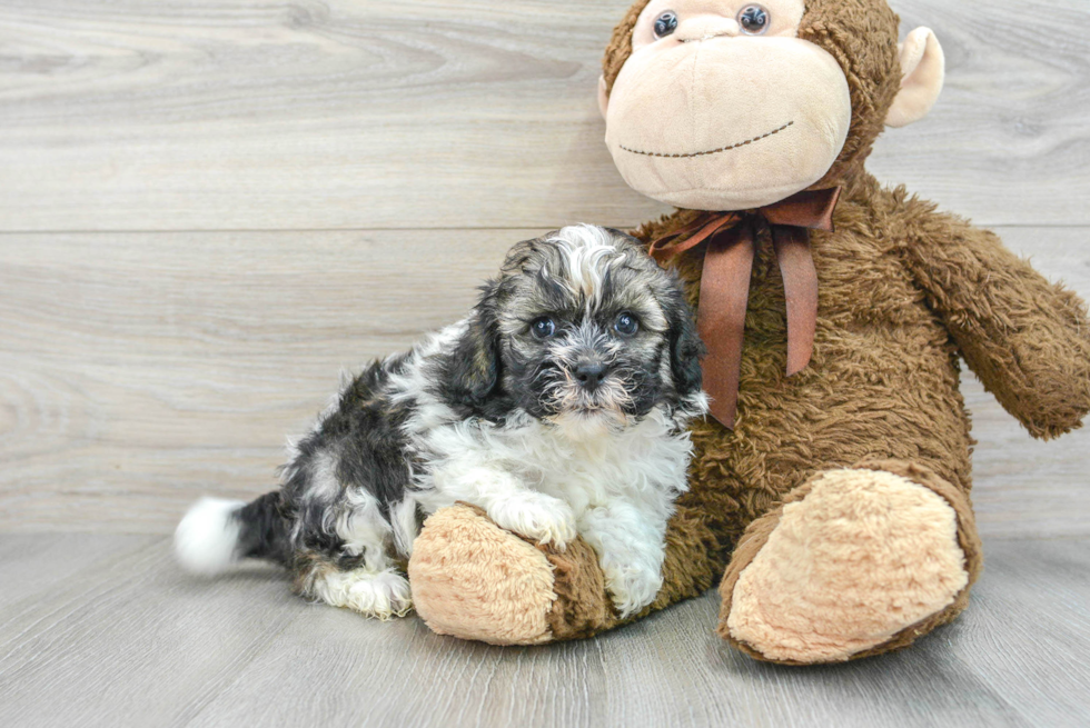 Popular Shih Poo Poodle Mix Pup