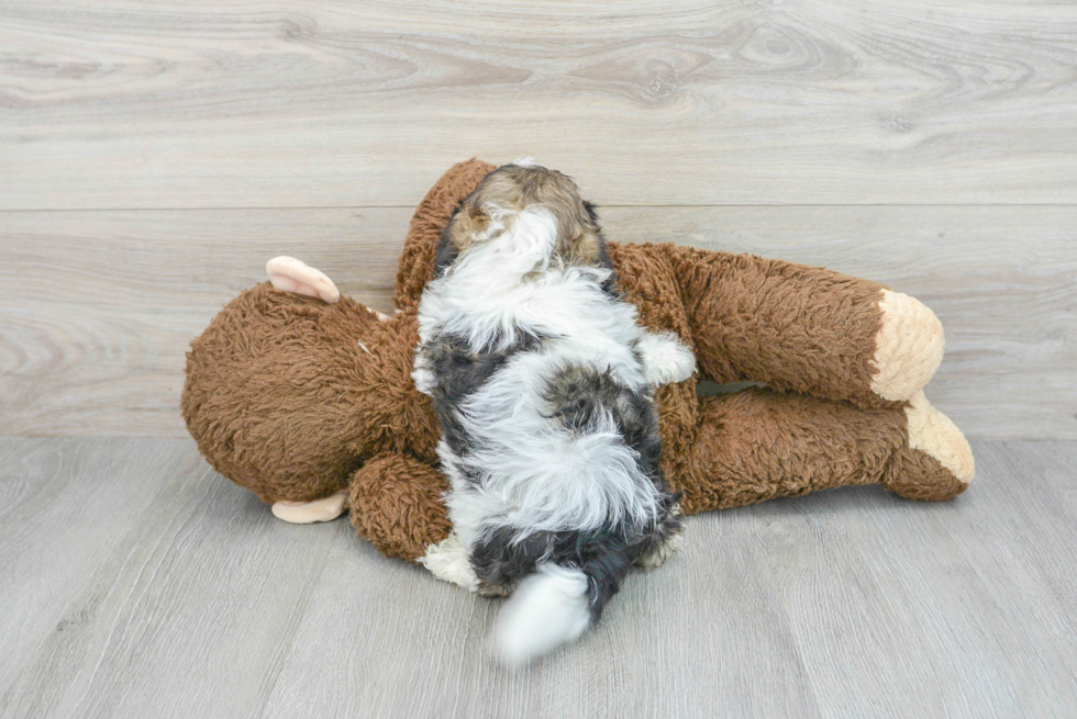 Shih Poo Pup Being Cute