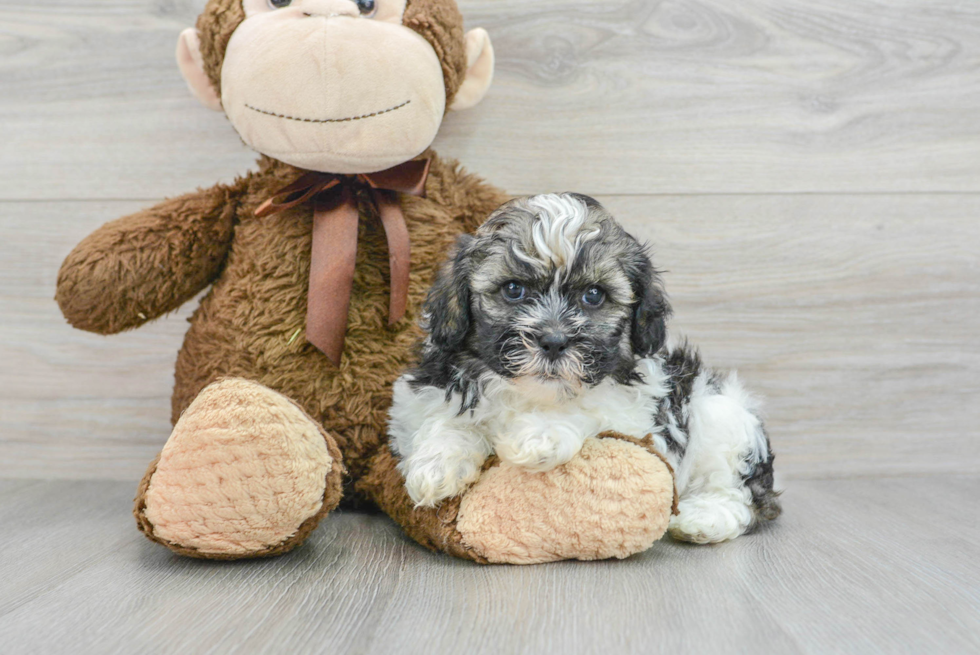 Best Shih Poo Baby