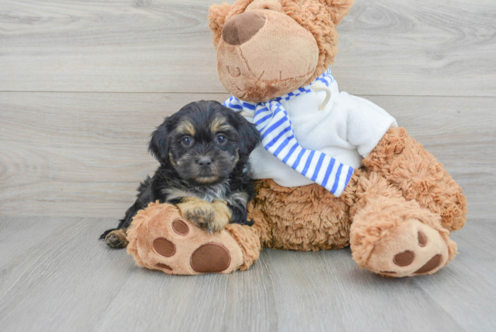 Adorable Shih Poo Poodle Mix Puppy