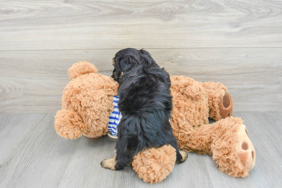 Hypoallergenic Shihpoo Poodle Mix Puppy