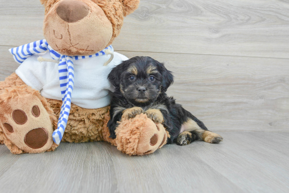 Fluffy Shih Poo Poodle Mix Pup