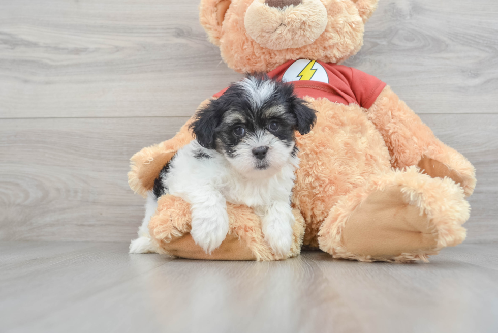 Best Shih Poo Baby