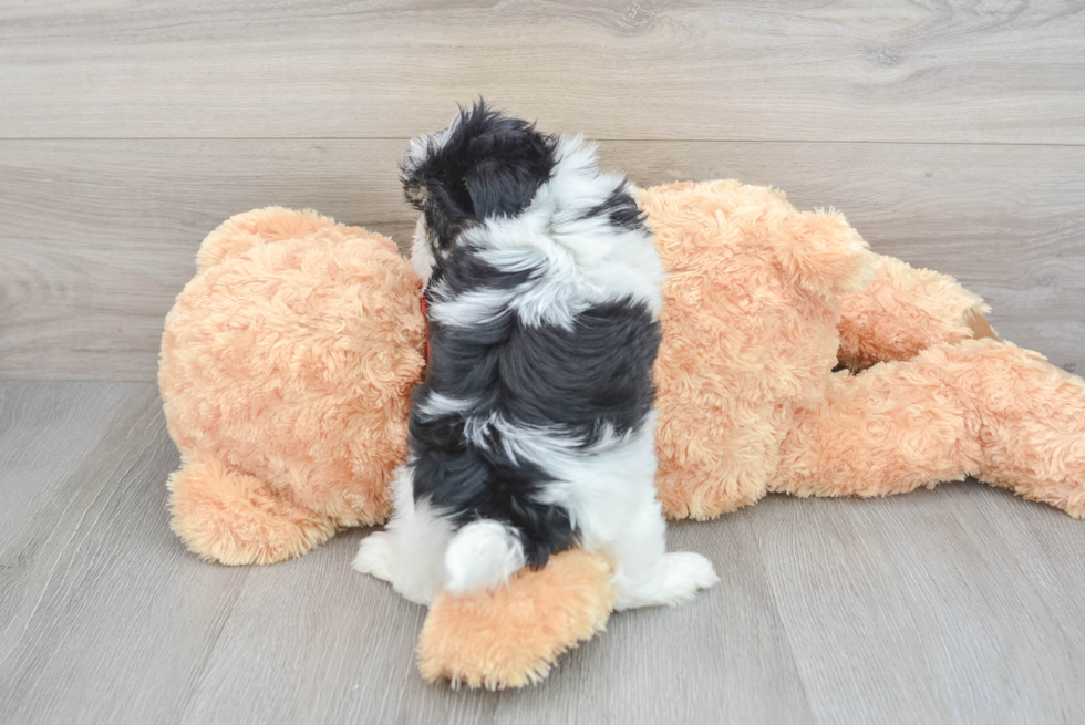 Small Shih Poo Baby