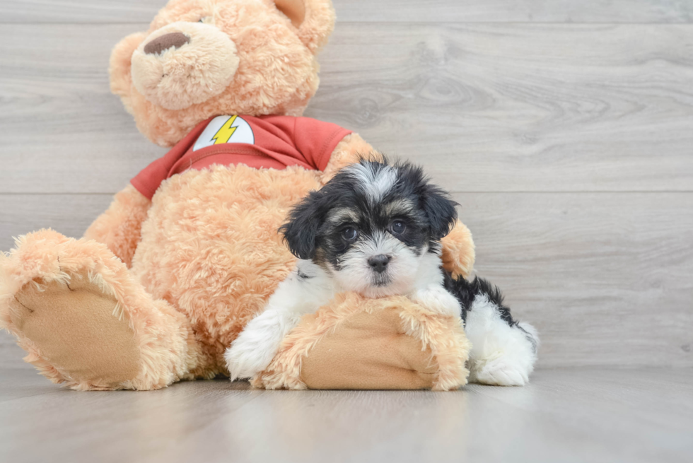 Shih Poo Puppy for Adoption