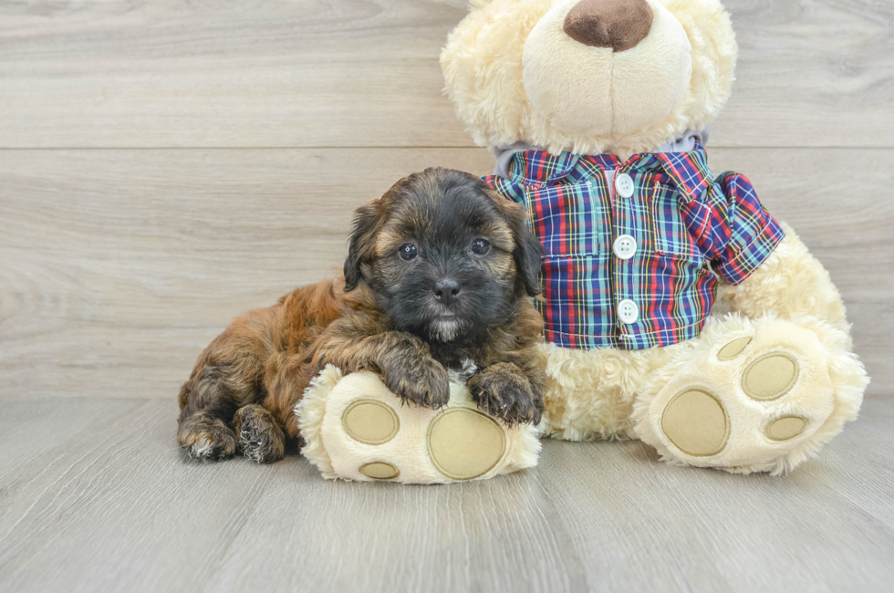 6 week old Shih Poo Puppy For Sale - Premier Pups