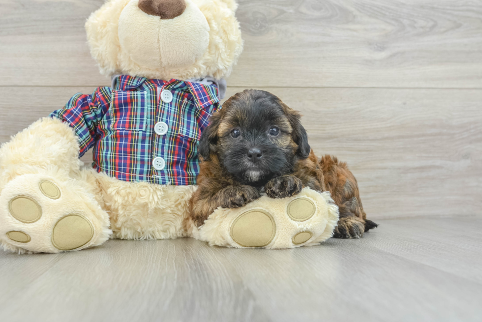 Best Shih Poo Baby