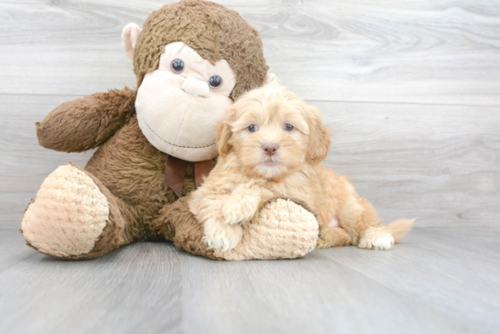 Hypoallergenic Shih Poo Poodle Mix Puppy