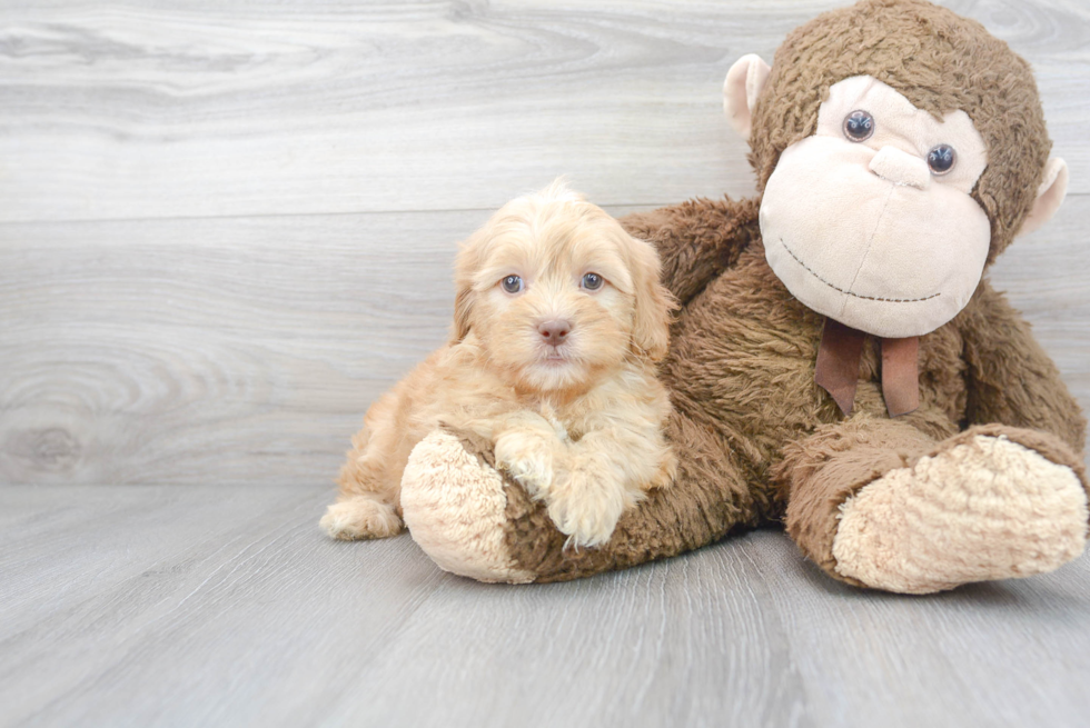 Funny Shih Poo Poodle Mix Pup