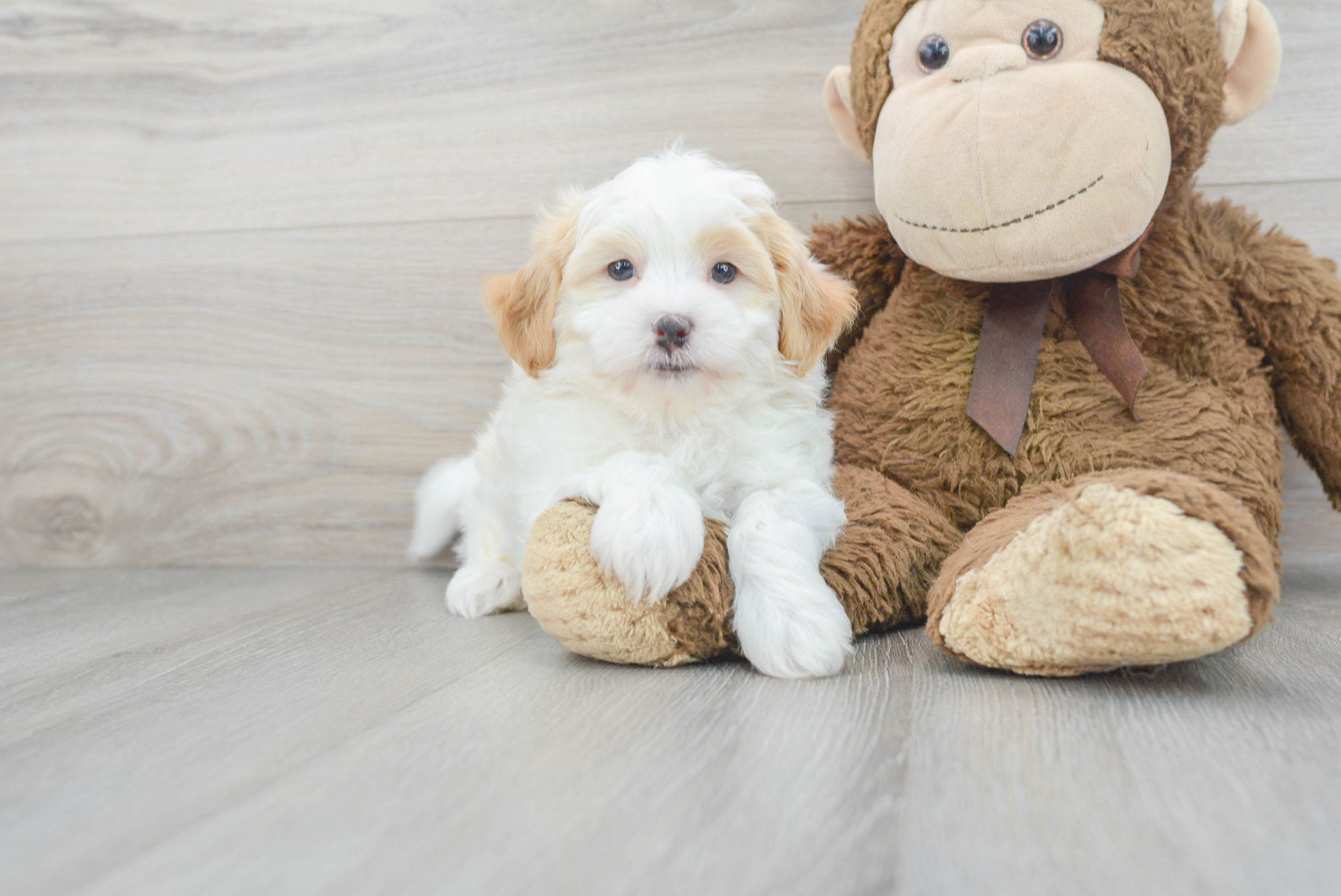 Shih Poo Pup Being Cute