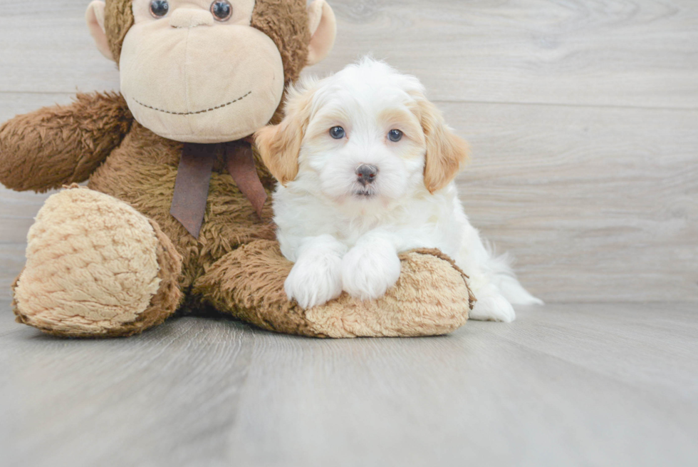 Shih Poo Pup Being Cute