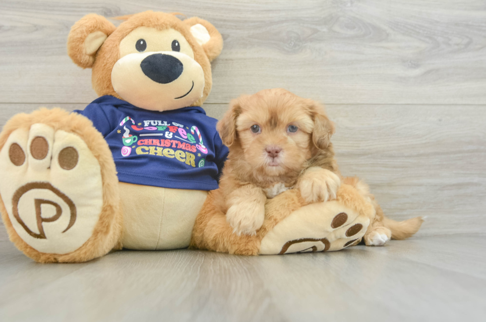 6 week old Shih Poo Puppy For Sale - Premier Pups