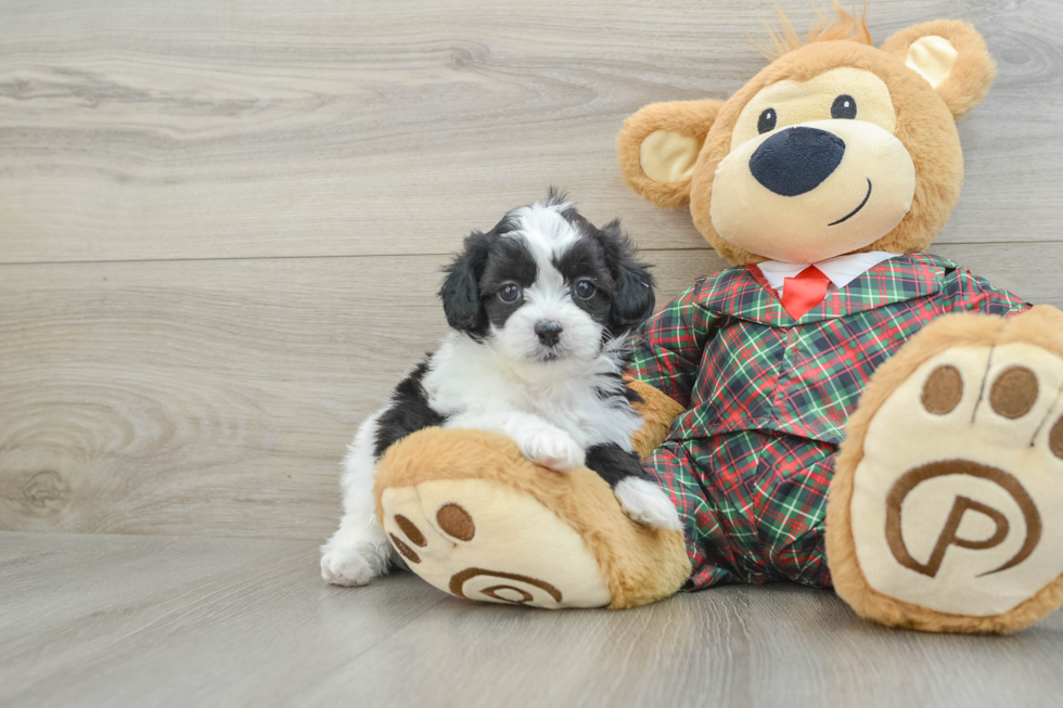 Shih Poo Pup Being Cute