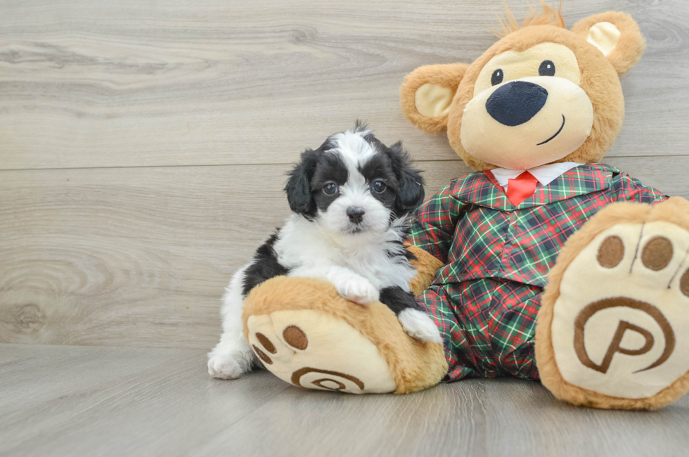 5 week old Shih Poo Puppy For Sale - Premier Pups