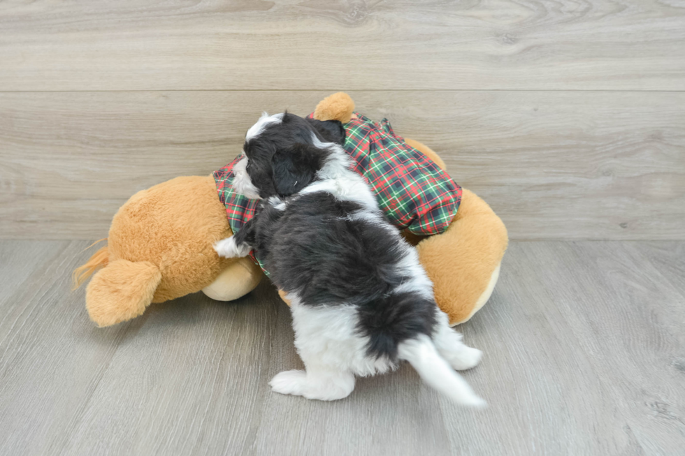 Adorable Shihpoo Poodle Mix Puppy