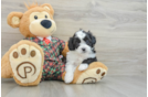 Sweet Shih Poo Baby