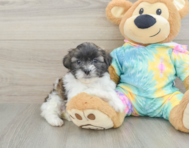 5 week old Shih Poo Puppy For Sale - Premier Pups