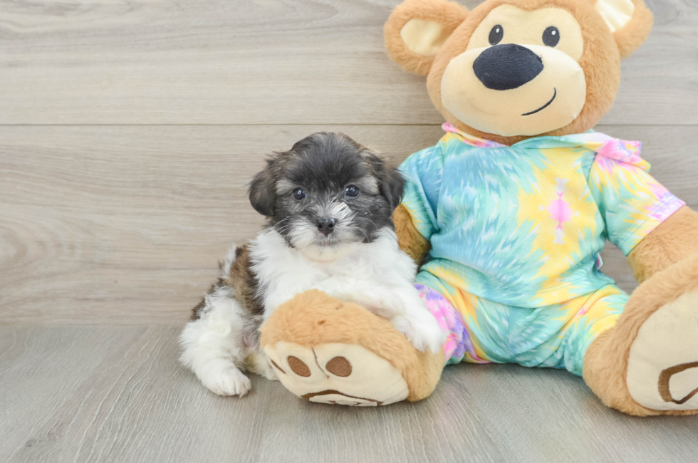 5 week old Shih Poo Puppy For Sale - Premier Pups
