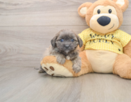 7 week old Shih Poo Puppy For Sale - Premier Pups