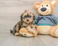 8 week old Shih Poo Puppy For Sale - Premier Pups