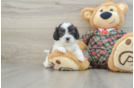 Cute Shih Poo Baby