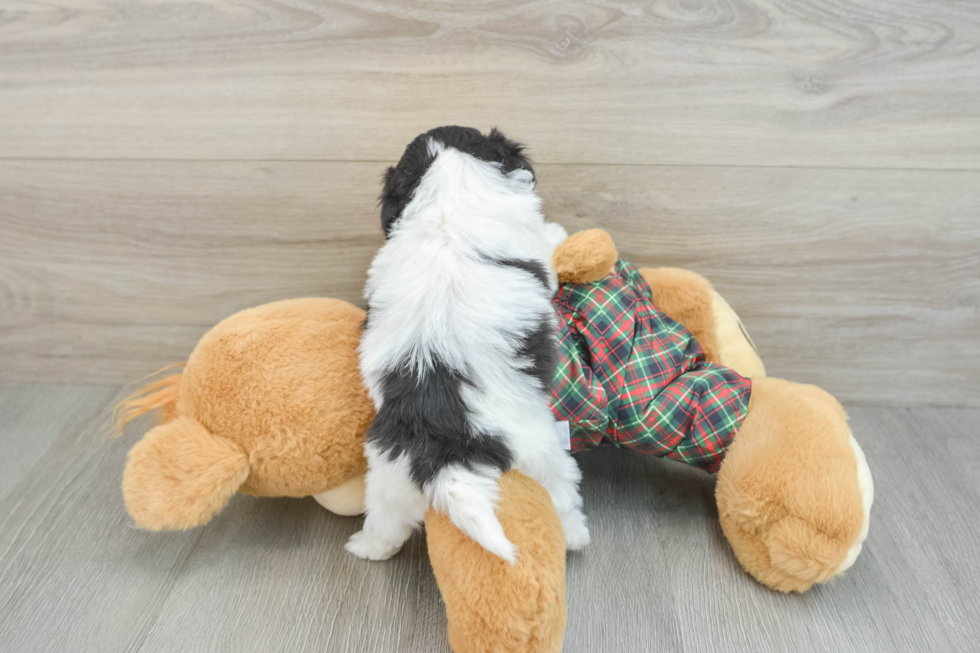 Shih Poo Pup Being Cute