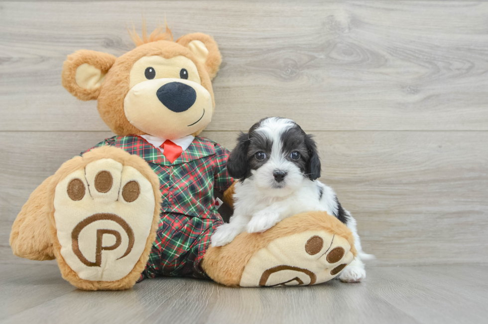 5 week old Shih Poo Puppy For Sale - Premier Pups