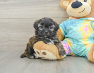 6 week old Shih Poo Puppy For Sale - Premier Pups