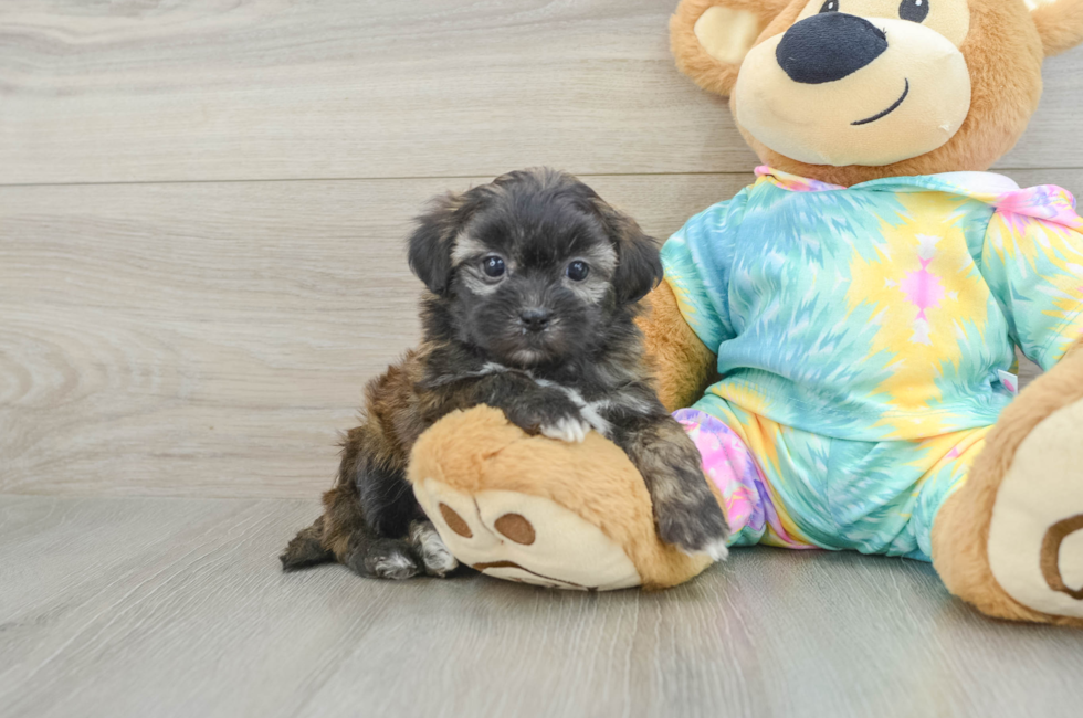 5 week old Shih Poo Puppy For Sale - Premier Pups