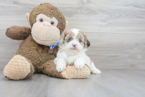 Petite Shih Poo Poodle Mix Pup