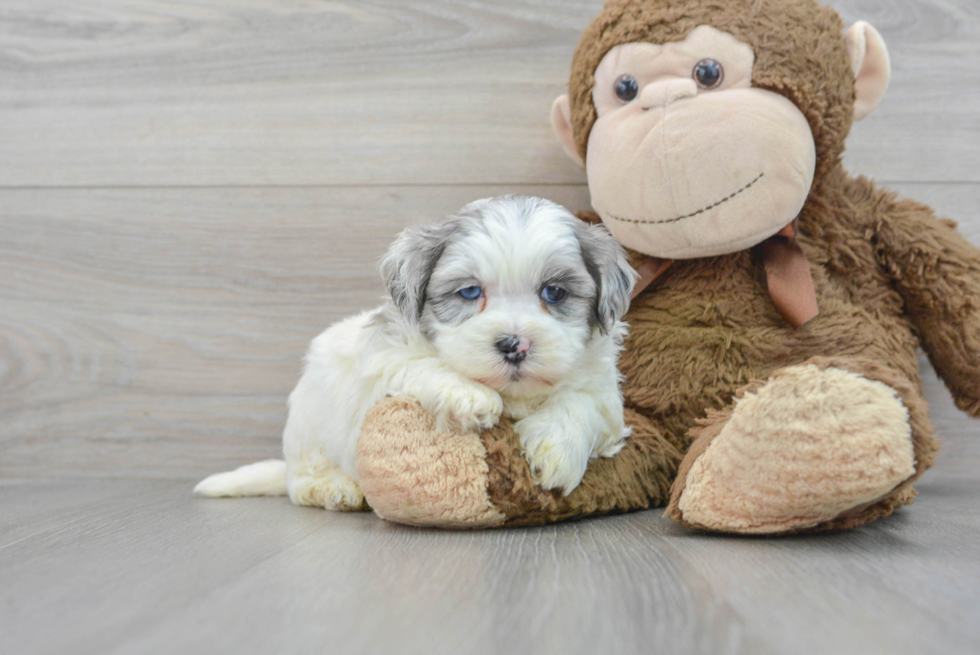 Shih Poo Puppy for Adoption
