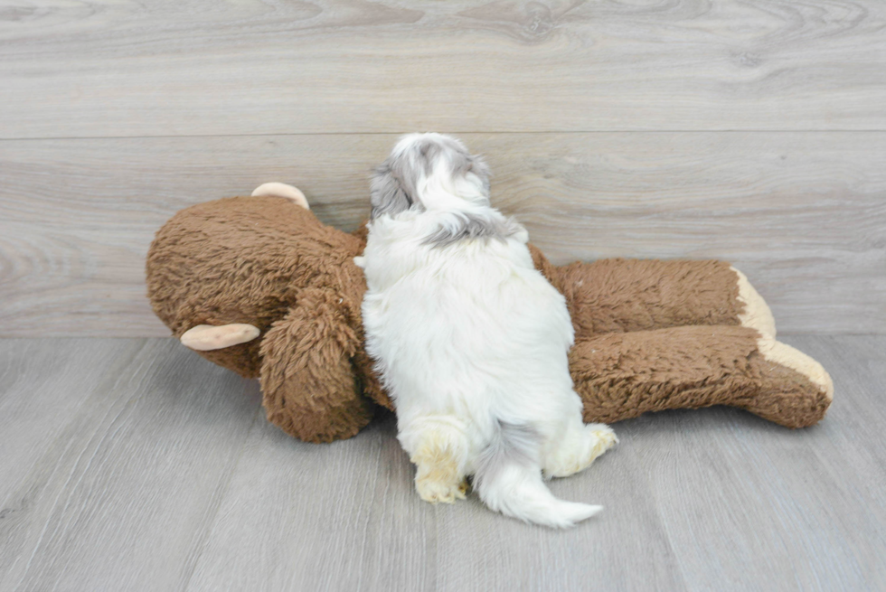 Smart Shih Poo Poodle Mix Pup