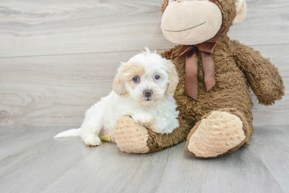 Best Shih Poo Baby