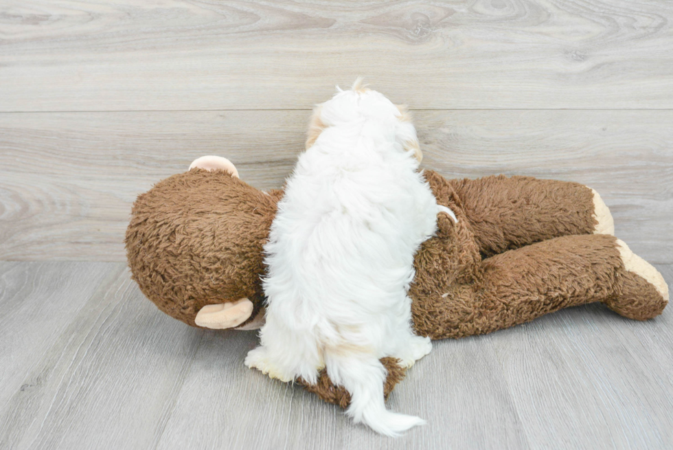 Friendly Shih Poo Baby