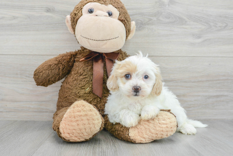 Playful Shihpoo Poodle Mix Puppy