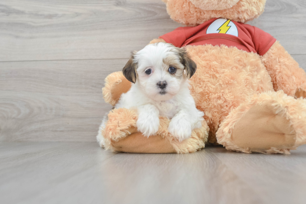 Shih Poo Pup Being Cute